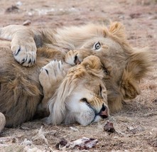 Digital Image Picture Photo Pic Wallpaper Background Lion and Lioness Lo... - £0.77 GBP