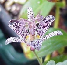20 Seed Lily Toad Tricyrtis One Of The Most Unique Flowering Perennial Available - £26.57 GBP