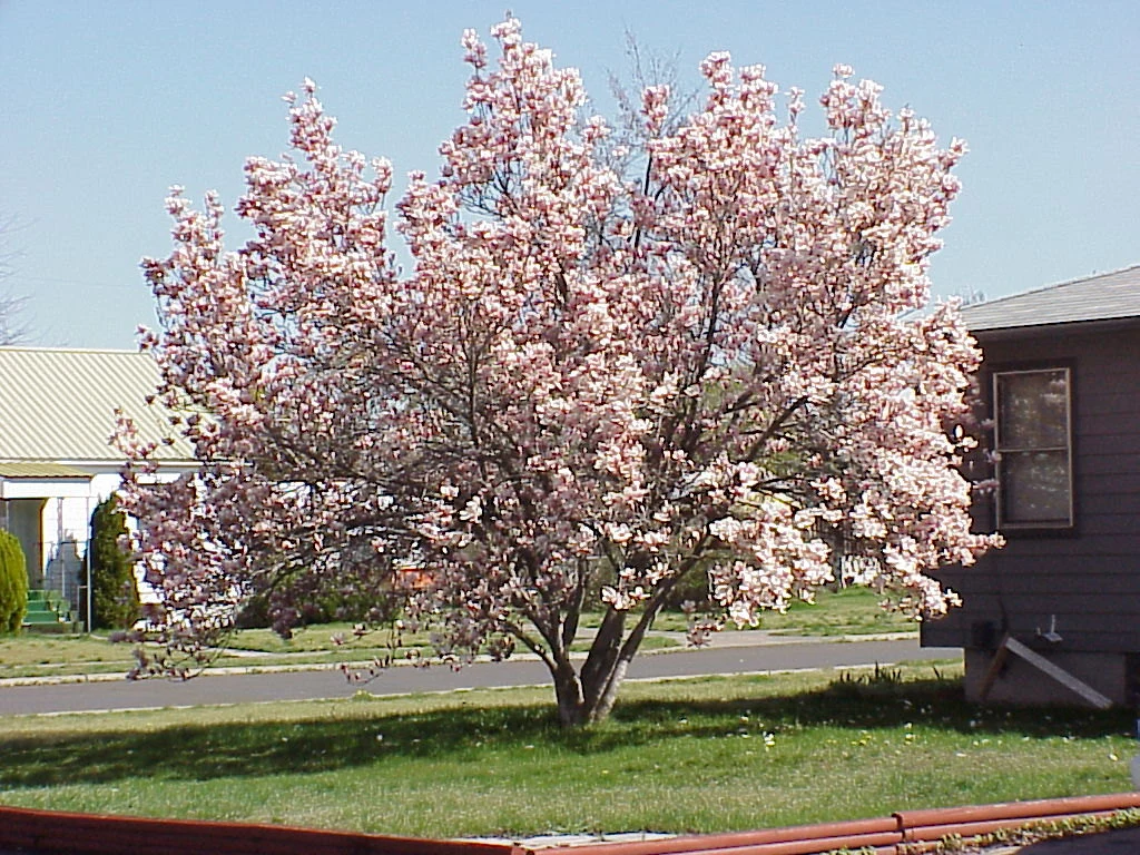 Saucer Magnolia Soulangeana 2.5" pot shrub/tree image 2