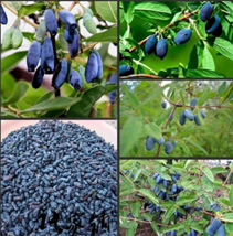 200Seeds Lonicera Caerulea Fruit Seeds Plants Honeyberry Blueberry Seeds Garden  - $9.55