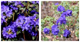 Blue Baron Rhododendron Well Rooted STARTER Plant - £48.00 GBP