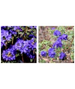 Blue Baron Rhododendron Well Rooted STARTER Plant - $60.95