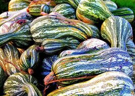 Heirloom Organic Green Striped Cushaw Pumpkin Seeds - $4.95
