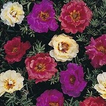 New Fresh Seeds 100 Dark Mix Moss Rose Seeds Bloom Flower Perennial Flowers Seed - £6.34 GBP