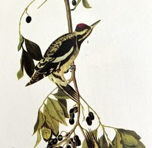 Yellow Bellied Sapsucker Woodpecker Bird 1946 Art Print John James Audub... - $39.99