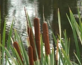 USA Seller 50 Cattails Cat Tails Typha Latifolia Water Pond Grass Flower Seeds F - £11.13 GBP