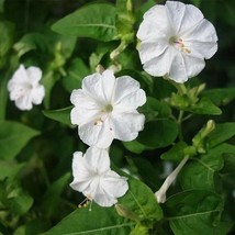 White Four O&#39;Clock Flower Garden Yard Patio Seeds Annual Flowers - $7.15 CAD