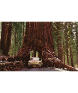 Grow In US Redwood Giant Sequoia Tree Red Wood 45 Seeds - £7.19 GBP