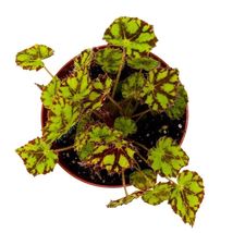 Item image 3