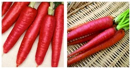 Atomic Red Carrot Seeds | Crisp ,mild Sweet Flavor 400 Seeds - $18.99
