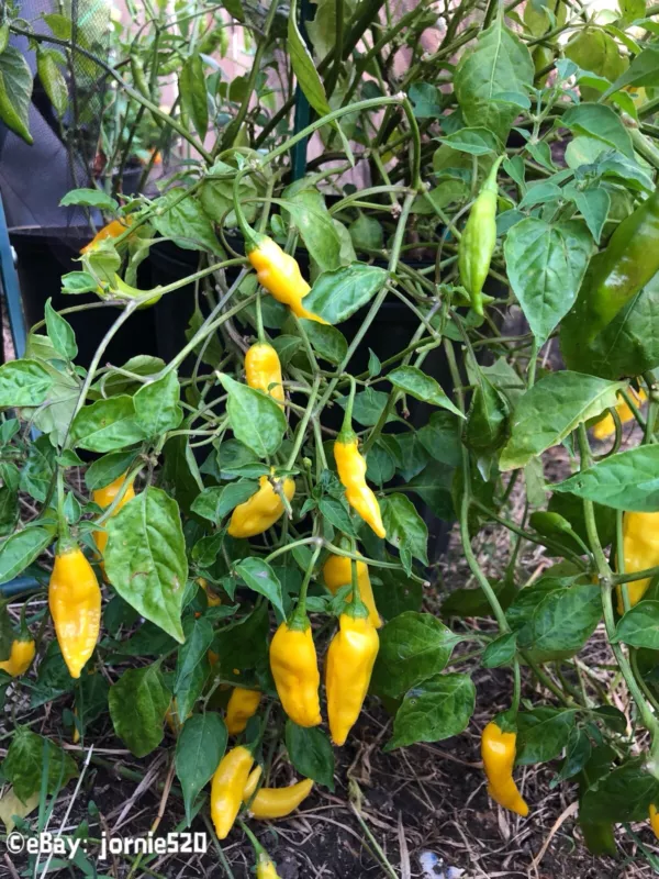 15 Seeds Peruvian Heirloom Yellow Lemon DROP/AJÍ Limon Hot Pepper Quick Grow Hei - $10.85