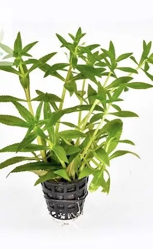 15 Live Rice paddy herb Limnophila aromatica 8-10 inch (rau ngò ôm ) 15 ... - $20.80