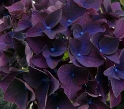 5 Deep Purple Hydrangea Seeds Flowers Flower Seed 1420Garden Beautiful U... - £12.36 GBP