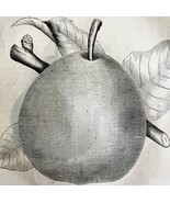 Sheldon Pear 1863 Victorian Agriculture Farming Steel Plate Fruit Art DWZ4A - £39.30 GBP