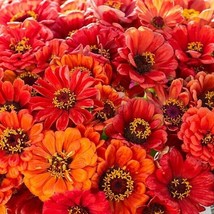 Zinnia ORIOLE Double Orange Songbirds Butterflies Hummingbirds Non-GMO 1... - £6.51 GBP