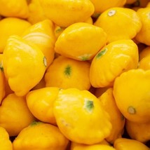 Squash Summer Yellow Scallop Bush Open Pollinated Heirloom 25 Seeds - $1.98