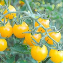 USA Seller Yellow Currant Tomato Seeds Organic - £3.26 GBP