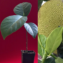 Jackfruit Artocarpus Heterophyllus Jack Fruit Seedling Plant Tree 7-12&quot; - £16.19 GBP