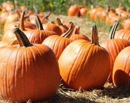 New Fresh Connecticut Field Pumpkin Seeds Organic Pumpkin Seeds Seeds Pumpkins - £2.76 GBP