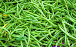 50 Pc Seeds Bean-Slenderette Bush Bean Seeds, Bean Vegetable Seeds | RK - £15.08 GBP