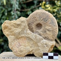 RARE Bradfordia Ammonite - Jurassic Coast, Burton Bradstock, Dorset, UK - - $44.36