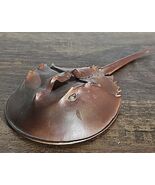 Horseshoe Crab Incredible Creatures Figure Safari Ltd Sealife Cake Topper - $369.07 MXN