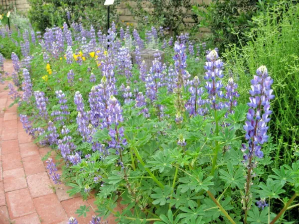 125 Blue Lupine Native Wildflower Annual Pollinators Fresh Seeds - £19.89 GBP