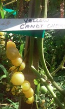 US Seller Yellow Candy Cherry Tomato 20 Seeds The Sweetest Cherry Tomato... - $19.96