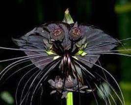 Cat Face Beard' Black Orchid Perennial Flowers, attractive light up garden - $9.23