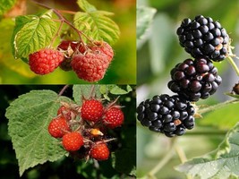 Hardy Berries in the Garden Packet - 3 Species - Berry - Rubus - 55+ seeds - V 1 - £3.97 GBP