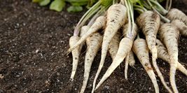 13.5k Seeds All American Parsnip Seeds NON-GMO - $21.90