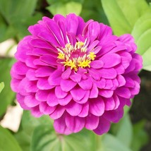 BPA 200 Zinnia Purple Prince Heirloom 5&quot;&quot; Blooms Butterflies Pollinators Seeds F - £7.02 GBP