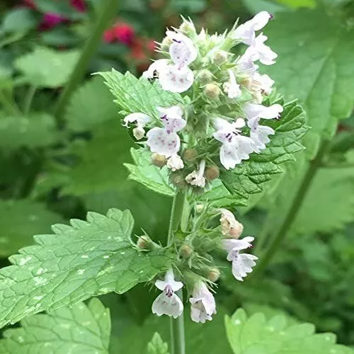 100 Seeds Catmint- Common - $8.98