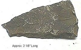 Fossil Brachiopod #109  2 1/8&quot; long - $4.54
