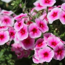 Brilliant Phlox 50 Seeds | 1238 - £4.02 GBP