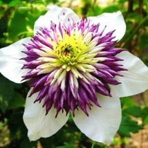 50Pcs Lot Beautiful Clematis Seeds Bonsai Flower Seeds Hot Planting Usa Fast Shi - $11.00