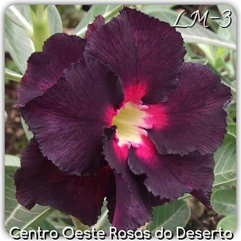 Mixed Color Desert Rose Seeds - Adenium Obesum - Easy To Grow As Bonsa