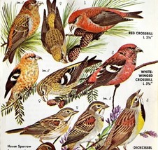 Crossbill Finches Varieties And Types 1966 Color Bird Art Print Nature A... - £15.97 GBP