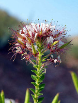 Jstore USA Polanisia dodecandra Dwarf Cleome Clammy Weed 50 Fresh Seeds - £11.24 GBP