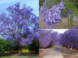 Variety Size Seeds Blue Jacaranda Jacaranda Mimosifolia Spectacular Flowers - £13.25 GBP+