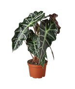 Alocasia Polly &#39;African Mask&#39;-4&quot; Pot - $49.75 CAD