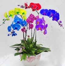 50PCS Rainbow Butterfly Orchid Seeds  Colorful Flowers - $4.68