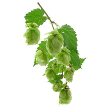 SL 100Pcs/Pack Hops * Humulus Lupulus * Bonsai * Brew Your Own Beer Today * Retu - £2.82 GBP