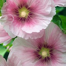 New Fresh Seeds 35 Old Fashioned Giant Pink Hollyhock Flower Seeds Perennial - $26.28