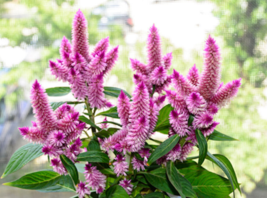 100 Pc Seeds Pink Wheat Celosia Flower Plant, Celosia Seeds for Planting | RK - $18.90