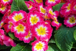 20 Primula Vulgaris Flower Seeds Bw91055 11 Fresh USA Shipping - £12.16 GBP