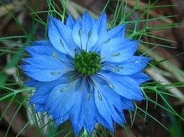 Sale 500 Seeds Blue Love In A Mist Miss Jekyll Nigella Damascena Flower  USA - £7.78 GBP
