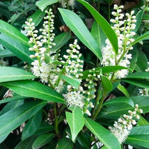 10 CHERRY LAUREL Prunus caroliniana image 3
