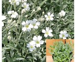 White Cerastium Tomentosum Snow In Summer 4Inch Pot Snow In Summer Live ... - $24.93