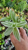 2 ROOTED VARIEGATED WANDERING JEW STARTER LIVE PLANT~TRADESCANTIA ALBIFLORA - $46.54 CAD